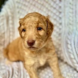 Rainbow - Apricot male Goldendoodle puppy in Stockton, California from Port City Doodles