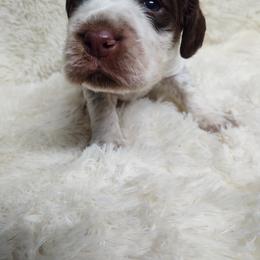 English Springer Spaniel Puppies from Erica Chapman