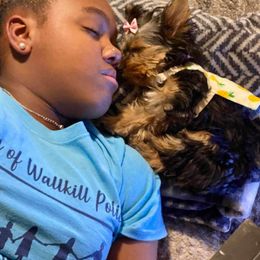 Yorkshire Terrier Puppies from Wendy's Yorkies