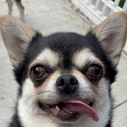 Chihuahua puppies from ChiWowTown Chihuahuas