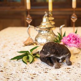 Poodle Puppies from Setting the Standard Poodles