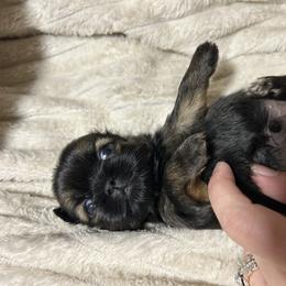 Hank - Sable male Shih Tzu puppy in Trinity, North Carolina from Trinity Shih Tzu