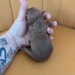 Wilma - Chocolate and tan female Dachshund puppy in Barnard, Missouri from KB Doxies