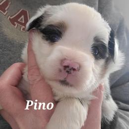 Pino Lella - Blue merle male Toy Australian Shepherd puppy in Laconia, Indiana from Beasley Acres Aussies