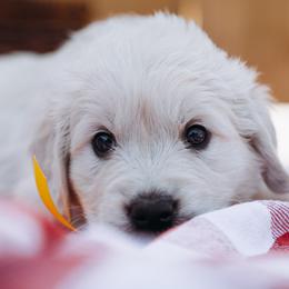 Golden Retriever Puppies from Nicholberry Goldens