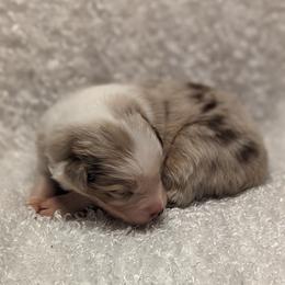 Australian Shepherd Puppies from Firelight Australian Shepherds