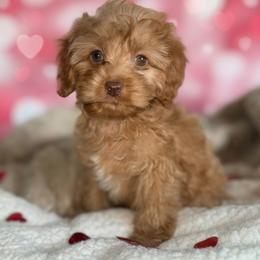 Arlo - Golden male Cockapoo puppy in 77304, Texas from Little Valley Puppies