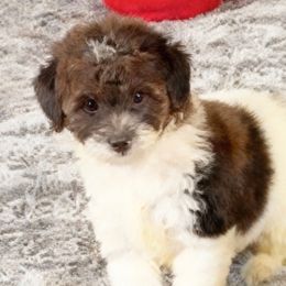 Hazel - Parti female Poodle puppy in Queens, New York from The 2 Musketeers_Cockapoos