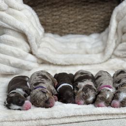 Aussiedoodle Puppies from Silva Ranch Doodles