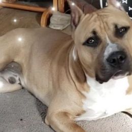 American Staffordshire Terriers from Calmaine AmStaffs