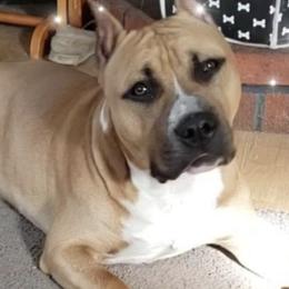 American Staffordshire Terriers from Calmaine AmStaffs