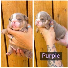 Purple collar - Lilac tri-color female Bulldog puppy in Seattle, Washington from Authentic Bullys