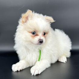 Green collar - White male Pomeranian puppy in Meridian, Idaho from Idaho_poms