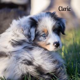 Cleric - Blue merle female Australian Shepherd puppy in Benton City, Washington from Eventide Australian Shepherds