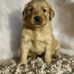 Shaggy - Dark golden male Golden Retriever puppy in Galena, Ohio from Hosmer's Golden Retrievers