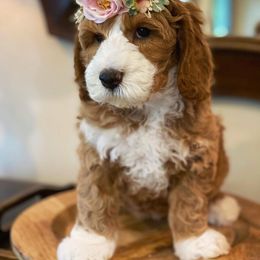 Australian Labradoodle Puppies from Berrybrook Doodles
