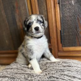 Wolf - Blue merle male Australian Shepherd puppy in Columbia Falls, Montana from Firefly Horse Co Wellness Retreat Center