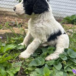 Hennessy - White and black female Bordoodle puppy in Indianapolis, Indiana from Indiana Bordoodles