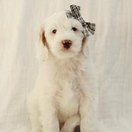 Benedict - Parti male Goldendoodle puppy in Rio Linda, California from GoldendoodlePaw