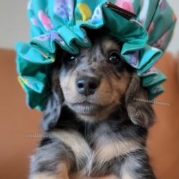 Ivory - Dapple female Dachshund puppy in Arizona from Vonaducci Doxies, LLC.