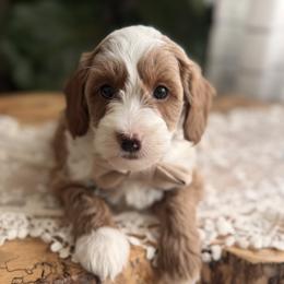 Leo - Red male Cavapoo puppy in Platteville, Wisconsin from French Creek Doodles