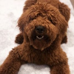 Goldendoodles, Labradoodles, Labrador Retrievers, and Poodles from Katie K9