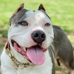 American Bullies and French Bulldogs from Boujie Bullies & Frenchie’s
