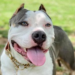 American Bullies and French Bulldogs from Boujie Bullies & Frenchie’s