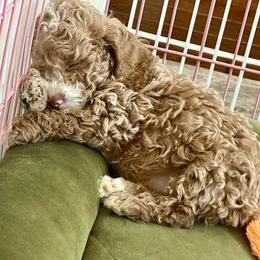 Cockapoo Puppies from Ham’s Cockapoos