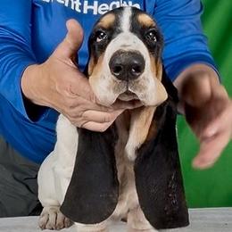 Lola - Black white and tan female Basset Hound puppy in Four Corners, Florida from Kling’s serendipity Bassets