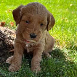 Ahsoka - Red - Red female Cavapoo puppy in South Jordan, Utah from Simply Sweet Paws. LLC