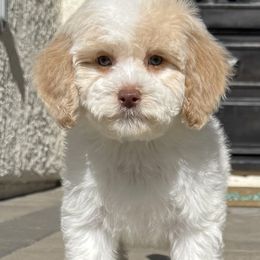 Goldendoodles and Poodles from Goldendoodles & Poodles of San Diego
