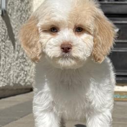 Goldendoodles and Poodles from Goldendoodles & Poodles of San Diego