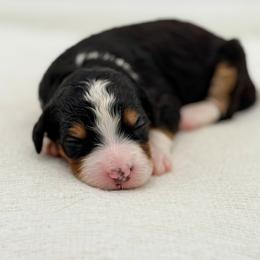 Tink - Tri-color female Bernedoodle puppy in Bellville, Ohio from Bernedoodle Buddies