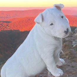 Bull Terrier Puppies from KBs. Bull Terriers