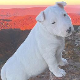 Bull Terrier Puppies from KBs. Bull Terriers