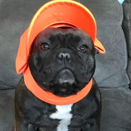 Bullmastiffs and French Bulldogs from Jaded French Bulldogs and Bullmastiffs