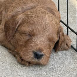 Goldendoodle and Labrador Retriever Puppies from BV Labs & Doodles