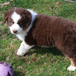 Rhett - Black tri-color male Australian Shepherd puppy in Kansas, Oklahoma from Windy G Farm