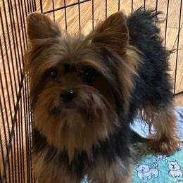 Wikkett - Yorkshire Terrier