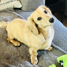Mary Jane - Dachshund
