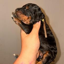 Cassiopeia - Phantom female Poodle puppy in Toledo, Ohio from Exquisite Dalmatians & Standard Poodles