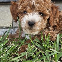Goldendoodle Puppies from We R Mini Doodles