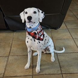 Cynder - Dalmatian