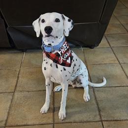 Cynder - Dalmatian