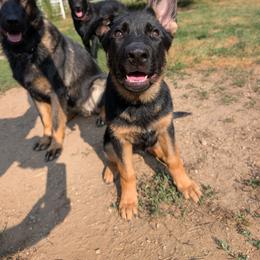 Finja vom Nutzenhof - Bi-color female German Shepherd puppy in Bath, Michigan from Nutzenhof