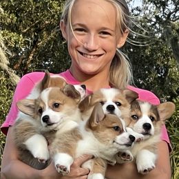 Pembroke Welsh Corgi Puppies from Pembroke Welsh Corgis at Belle Haven