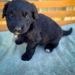 Bernedoodle and Siberian Husky Puppies from Timberline Paws
