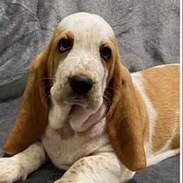 Purple collar female - Red and white female Basset Hound puppy in Columbia, South Carolina from Pawmetto Hounds
