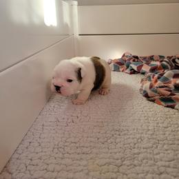 Bulldog Puppies from SureFire Bulldogs